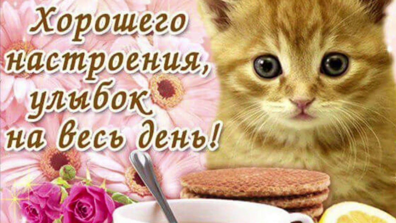 Открытка «Кот»: Хорошего настроения, улыбок на весь день! Милый котёнок. Тэги: животное, пожелание, улыбка, утро, друг…