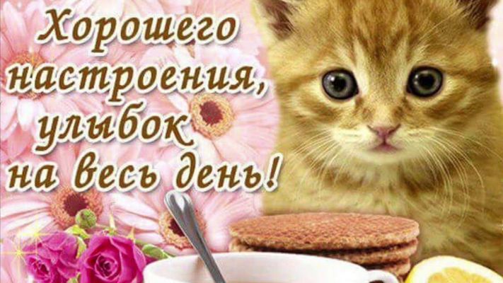 Открытка «Кот»: Хорошего настроения, улыбок на весь день! Милый котёнок. Тэги: животное, пожелание, улыбка, утро, друг…