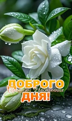 Открытка «Пожелание»: Доброго дня и хорошего настроения!. Тэги: отличное настроение, утро, красивая, позитив, хорошее…