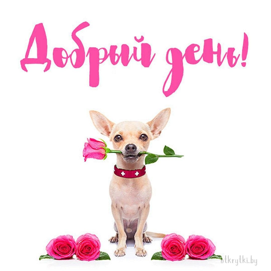 Открытка «Животное»: Добрый день! Пожелание с милой собакой и розой. Тэги: пожелание, улыбка, друг, подруга, красивая…