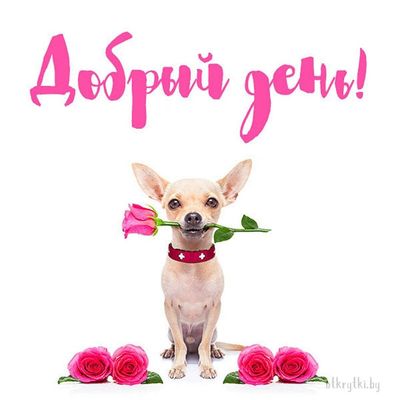 Открытка «Животное»: Добрый день! Пожелание с милой собакой и розой. Тэги: пожелание, улыбка, друг, подруга, красивая…