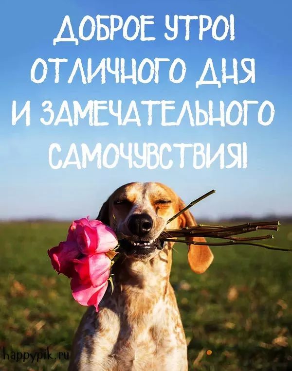 Открытка «Животное»: Доброе утро! Отличного дня и замечательного настроения. Тэги: пожелание, отличное настроение…