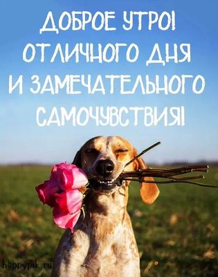 Открытка «Животное»: Доброе утро! Отличного дня и замечательного настроения. Тэги: пожелание, отличное настроение…