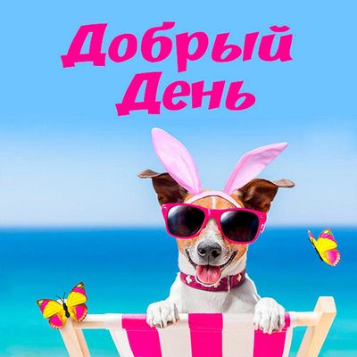 Открытка «Животное»: Добрый день: прикольная собака для позитива и радости. Тэги: прикольная, смешная, улыбка, позитив…
