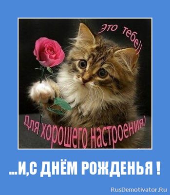Открытка «Кот»: С Днём Рожденья! Открытка: кот с розой для настроения.. Тэги: животное, пожелание, улыбка, друг…