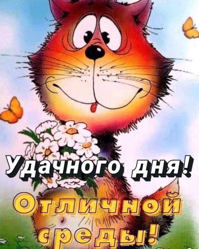 Открытка «Кот»: Удачного дня и Отличной среды! Котик с ромашками. Тэги: животное, пожелание, улыбка, позитив, радость…