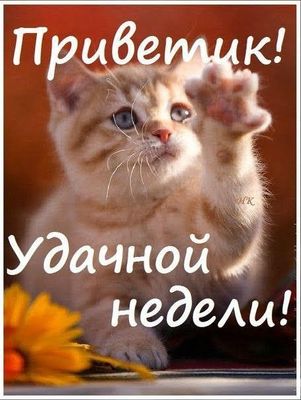 Открытка «Кот»: Приветик! Удачной недели с милым котенком!. Тэги: животное, пожелание, отличное настроение, улыбка…