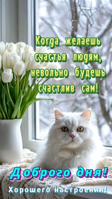 Открытка «Кот»: Доброго дня! Счастья и хорошего настроения с котиком. Тэги: животное, пожелание, красивая, хорошее на…