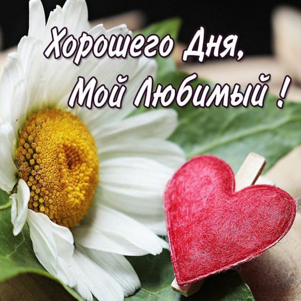 Открытка «Хорошего дня»: Хорошего Дня, Мой Любимый! Открытка с сердцем и цветком. Тэги: Добрый день, Добрый день и до…