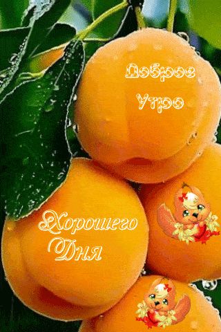 Открытка «Пожелание»: Доброе утро, Хорошего Дня! Анимация с абрикосами. Тэги: красивая, позитив, хорошее настроение…