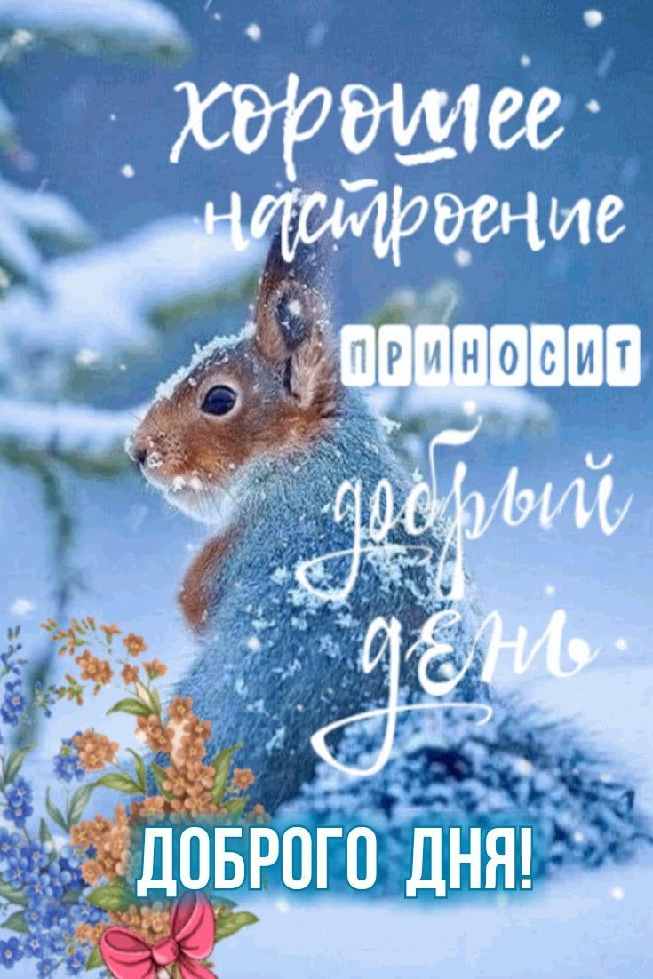 Открытка «Животное»: Добрий день и хорошее настроение с милой белкой. Тэги: пожелание, красивая, позитив, хорошее нас…