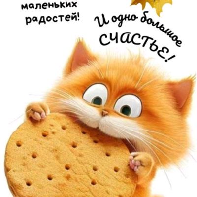 Открытка «Кот»: Маленьких радостей и большое счастье!. Тэги: животное, пожелание, улыбка, друг, подруга, красивая…