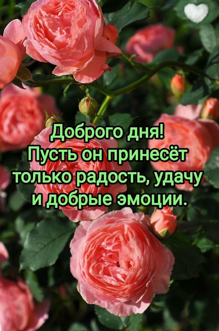 Открытка «Пожелание»: Доброго дня! Радость, удача и добрые эмоции. Тэги: красивая, позитив, радость, добрый день…