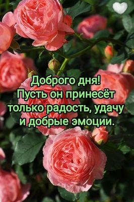 Открытка «Пожелание»: Доброго дня! Радость, удача и добрые эмоции. Тэги: красивая, позитив, радость, добрый день…