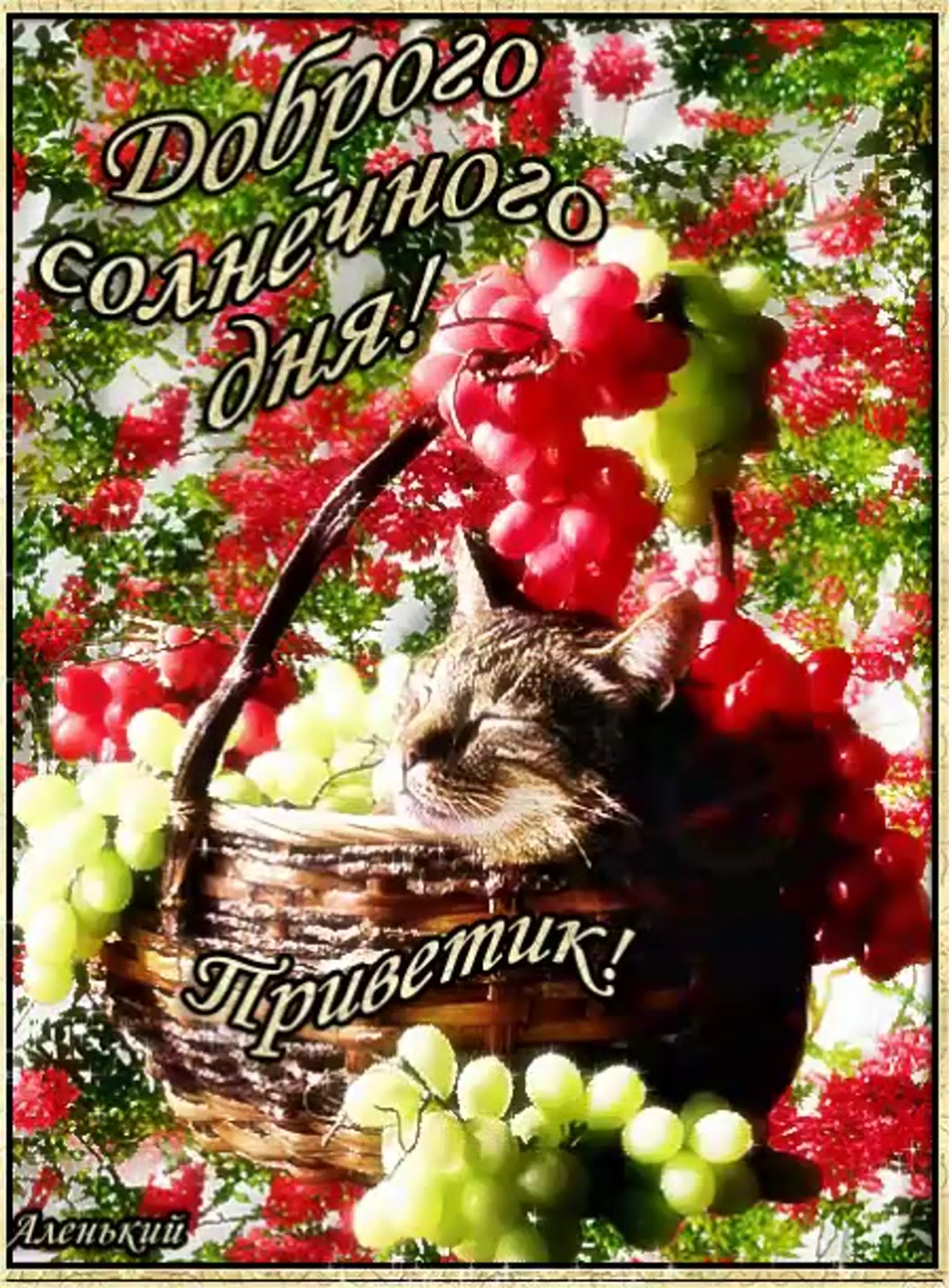 Открытка «Кот»: Красивая открытка: Доброго солнечного дня!. Тэги: животное, пожелание, улыбка, красивая, позитив…