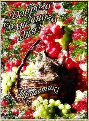 Открытка «Кот»: Красивая открытка: Доброго солнечного дня!. Тэги: животное, пожелание, улыбка, красивая, позитив…