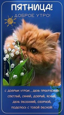 Открытка «С добрым утром»: Пятница! Доброе утро! Прекрасный день, кот и весна. Тэги: Добрый день, С добрым весенним у…