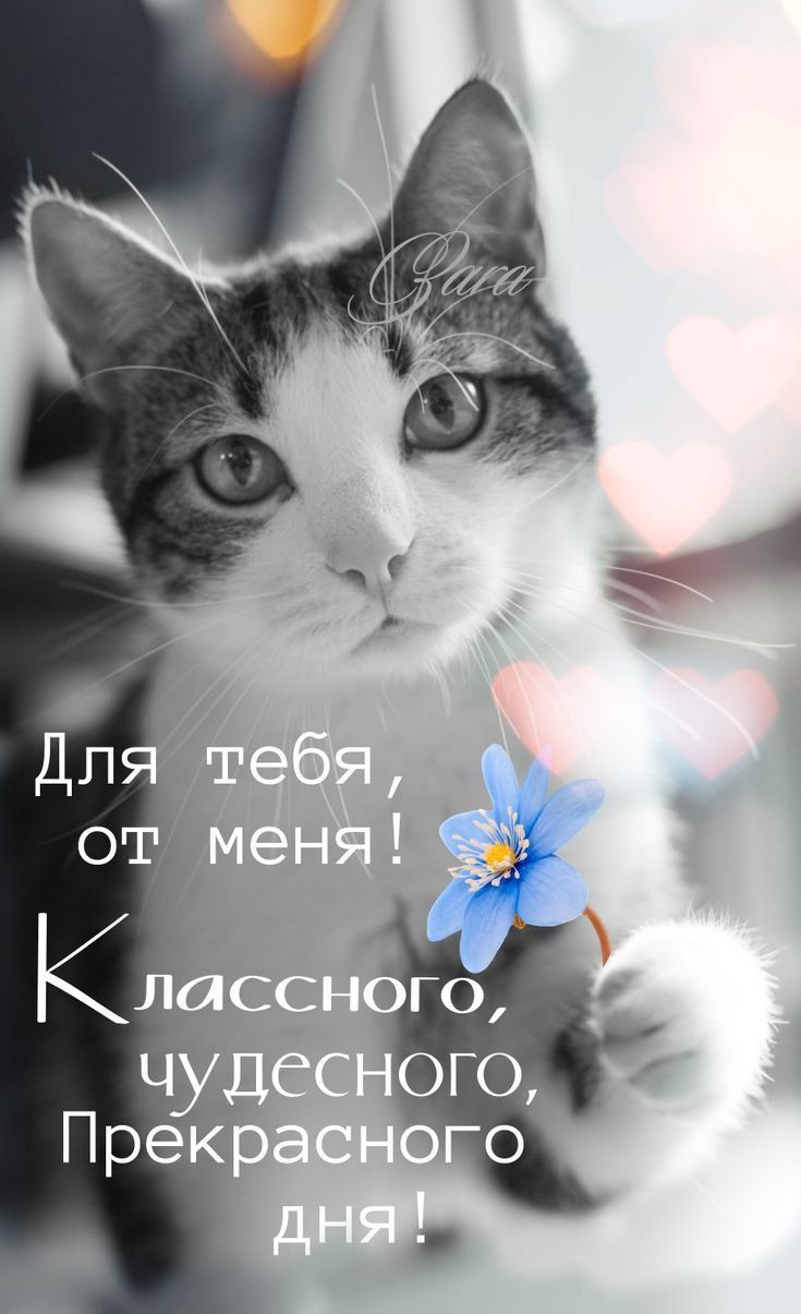 Открытка «Добрый день»: Чудесного дня! Милая открытка с котом и цветком. Тэги: классный, Добрый день и добрые пожелан…