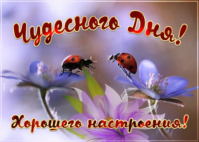 Открытка «Животное»: Чудесного Дня и хорошего настроения!. Тэги: пожелание, улыбка, красивая, позитив, радость, цветок…
