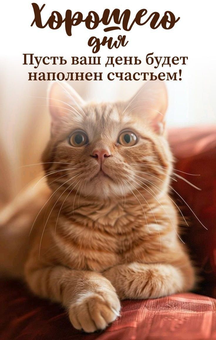 Открытка «Кот»: Хорошего дня и счастья с милым котом!. Тэги: животное, пожелание, улыбка, друг, красивая, позитив…