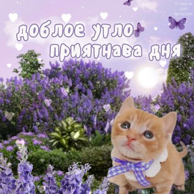 Открытка «С добрым утром»: Доброе утро! Приятного дня с милым котенком. Тэги: С добрым утром, для поднятия настроение…