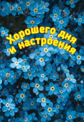 Открытка «Хорошего дня»: Хорошего дня и настроения! Пожелание с цветами. Тэги: пожелание, красивая, позитив, радость…