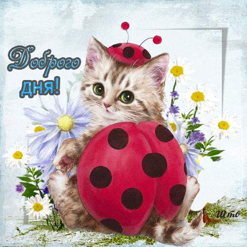 Открытка «Кот»: Доброго дня! Милый котенок с божьей коровкой. Тэги: животное, пожелание, улыбка, утро, красивая…