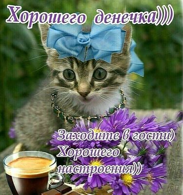 Открытка «Кот»: Котенок и кофе: Хорошего настроения и дня!. Тэги: животное, пожелание, улыбка, утро, друг, подруга…