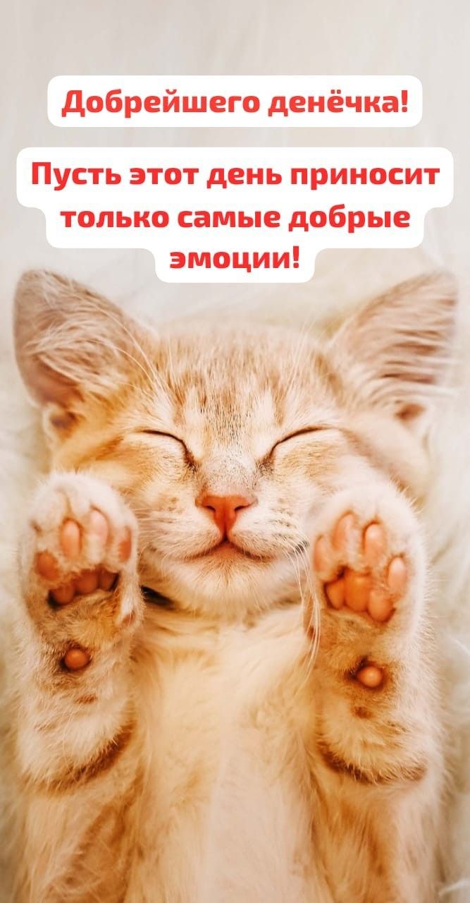 Открытка «Кот»: Добрейшего денёчка! Милый кот и добрые пожелания. Тэги: животное, пожелание, улыбка, друг, подруга…