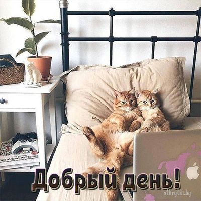 Открытка «Кот»: Добрый день! Котики на кровати для чудесного настроения. Тэги: животное, пожелание, улыбка, красивая…
