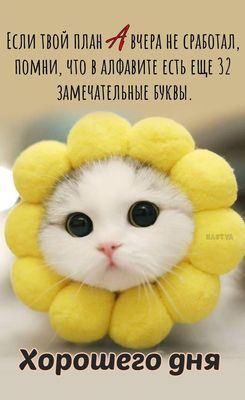 Открытка «Кот»: Хорошего дня! Мудрое пожелание и милый кот. Тэги: животное, пожелание, улыбка, красивая, позитив…