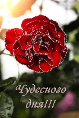 Открытка «Пожелание»: Чудесного дня! Красивая роза с пожеланием. Тэги: утро, позитив, радость, цветок, настроение…