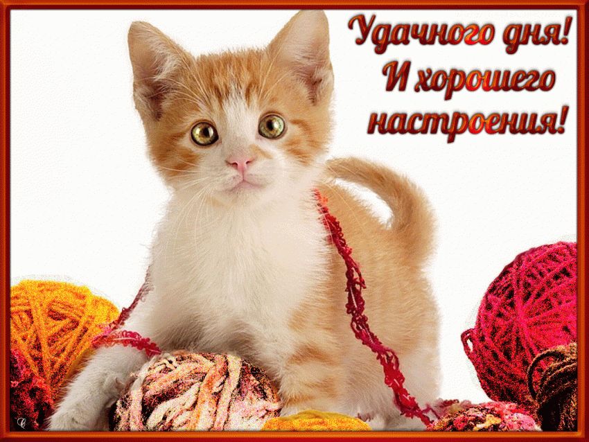 Открытка «Кот»: Удачного дня и хорошего настроения с милым котёнком. Тэги: пожелание, улыбка, красивая, позитив…