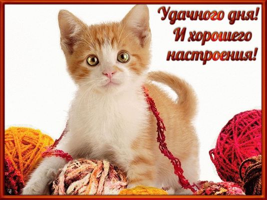 Открытка «Кот»: Удачного дня и хорошего настроения с милым котёнком. Тэги: пожелание, улыбка, красивая, позитив…