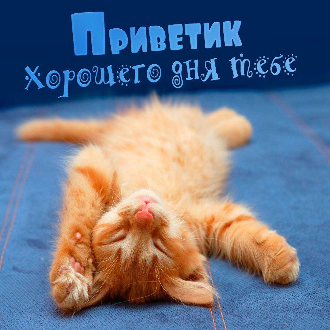 Открытка «Животное»: Хорошего дня! Милый котик для прекрасного настроения. Тэги: пожелание, хорошего дня, улыбка, друг…