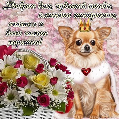 Открытка «Животное»: Чудесного дня и классного настроения!. Тэги: пожелание, позитив, радость, добрый день, цветок…