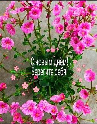 Открытка «Пожелание»: С новым днём! Красивые цветы для хорошего настроения. Тэги: улыбка, друг, женщина, красивая…