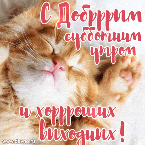Открытка «Кот»: Доброе субботнее утро и хороших выходных! Милый кот. Тэги: животное, пожелание, улыбка, утро, друг…