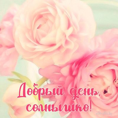 Открытка «Пожелание»: Добрый день, солнышко! Нежное пожелание с цветами. Тэги: друг, подруга, красивая, позитив…