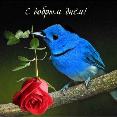 Открытка «Животное»: С добрым днём! Красивая птица и роза для настроения. Тэги: пожелание, красивая, позитив, добрый…