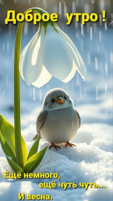 Открытка «Животное»: Доброе утро! Милая птица и подснежник в ожидании весны. Тэги: пожелание, красивая, хорошее настр…