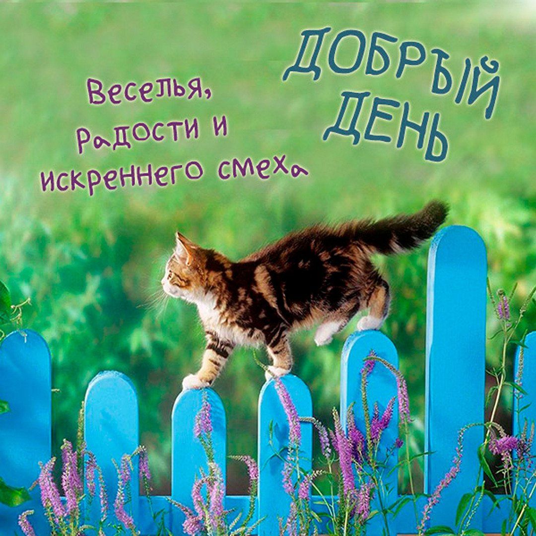 Открытка «Кот»: Добрый день: Веселья, радости и смеха с котом. Тэги: животное, пожелание, красивая, позитив, хорошее…