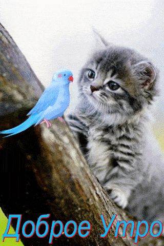 Открытка «Кот»: Доброе Утро: милый котёнок и синяя птица. Тэги: животное, улыбка, утро, друг, позитив, радость…