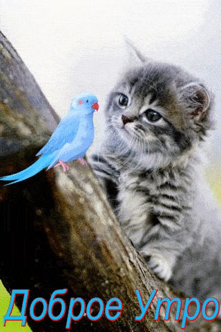 Открытка «Кот»: Доброе Утро: милый котёнок и синяя птица. Тэги: животное, улыбка, утро, друг, позитив, радость…