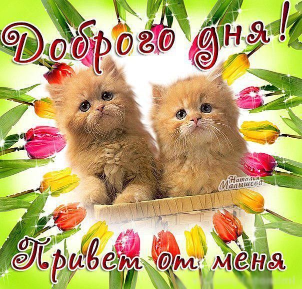Открытка «Кот»: Доброго дня с пушистыми котятами и тюльпанами!. Тэги: животное, пожелание, улыбка, друг, подруга…