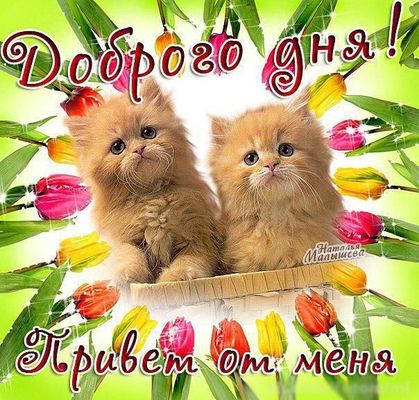 Открытка «Кот»: Доброго дня с пушистыми котятами и тюльпанами!. Тэги: животное, пожелание, улыбка, друг, подруга…