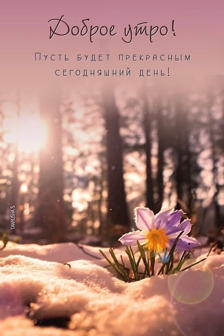 Открытка «Пожелание»: Доброе утро! Прекрасный день и пожелание.. Тэги: утро, позитив, цветок, настроение, весна, зима…