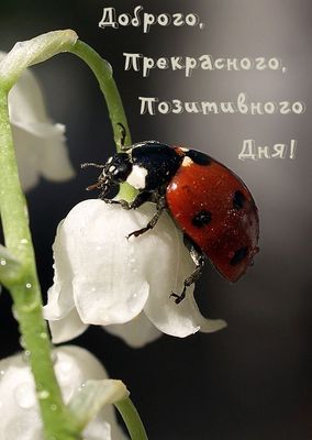 Открытка «Животное»: Прекрасного и позитивного дня! Открытка с божьей коровкой. Тэги: пожелание, красивая, позитив…