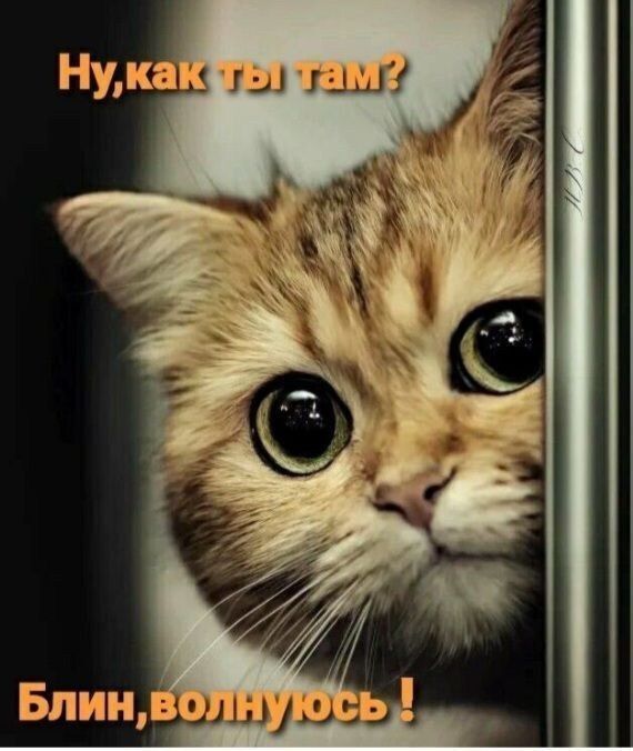 Открытка «Кот»: Милый кот: Как ты там? Волнуюсь за тебя!. Тэги: животное, пожелание, милый, котёнок, забота, красивый…