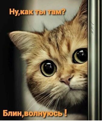 Открытка «Кот»: Милый кот: Как ты там? Волнуюсь за тебя!. Тэги: животное, пожелание, милый, котёнок, забота, красивый…